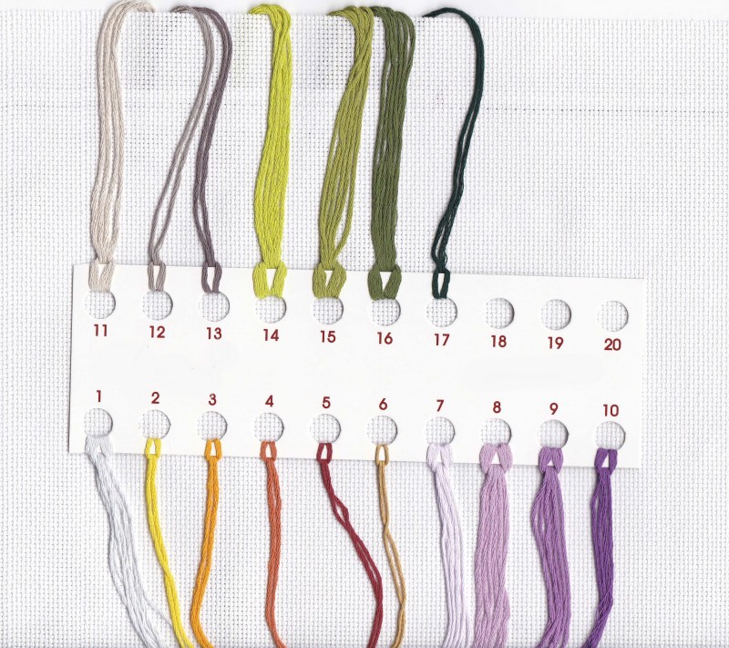 Эхинацея крестиком