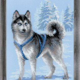 ​Голубоглазый хаски