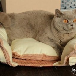 Царская лежанка для кошки