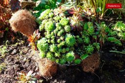 Клумба "Черепаха"