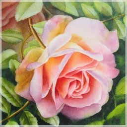 Розовая роза с желтым отливом