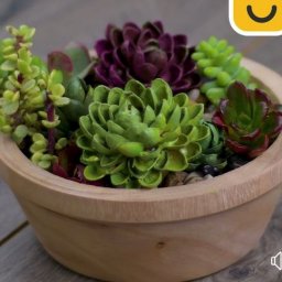 ​Повторяем за живой природой: суккуленты