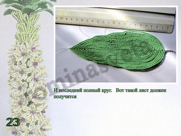 ​Восхитительный эукомис