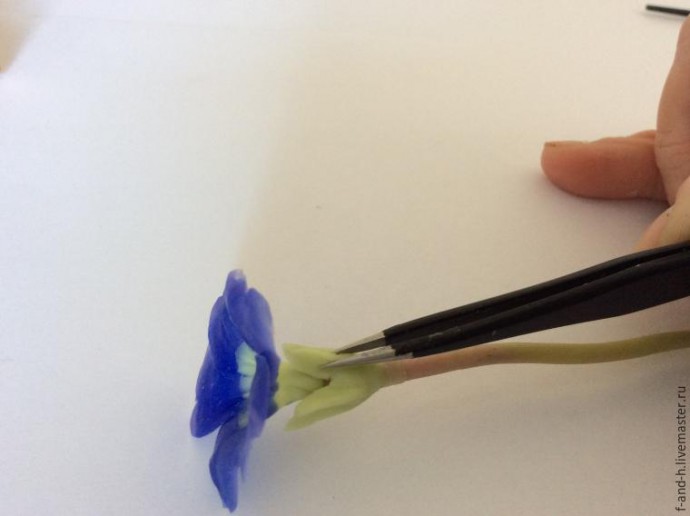 Цветок примулы