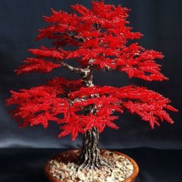 ​Красный бисерный клён