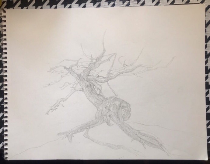 ​Невероятно красивая коряга