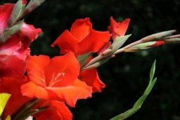 ​Рисуем гладиолусы: мастер-класс