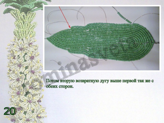 ​Восхитительный эукомис