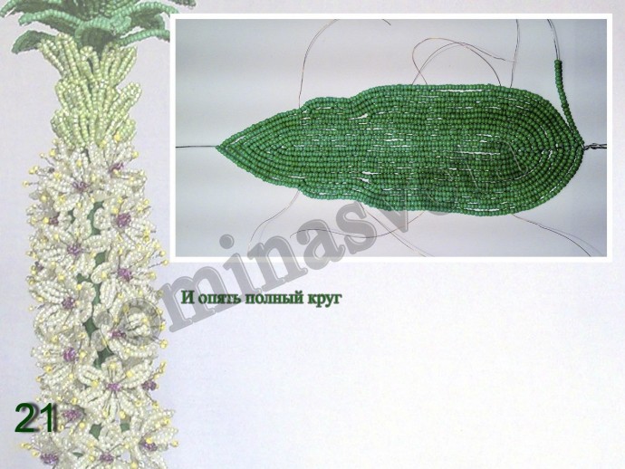 ​Восхитительный эукомис