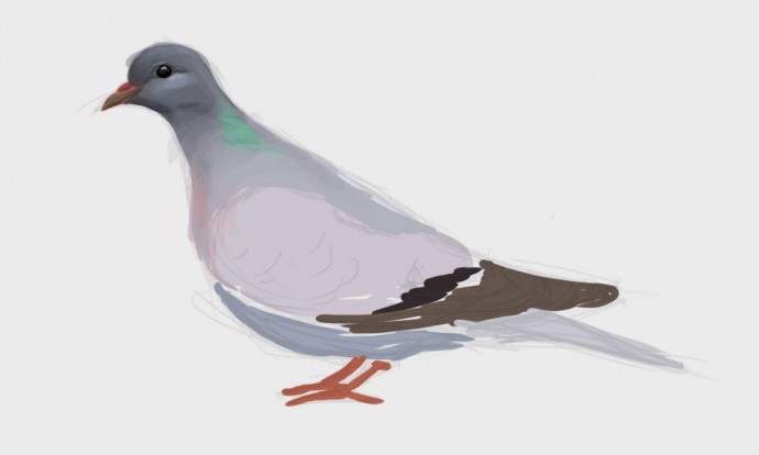 Как нарисовать невероятно красивого голубя: мастер-класс