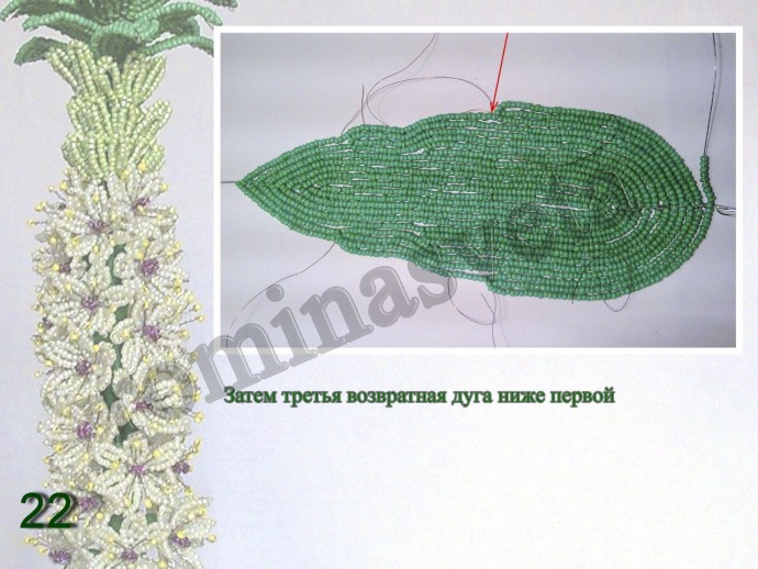 ​Восхитительный эукомис