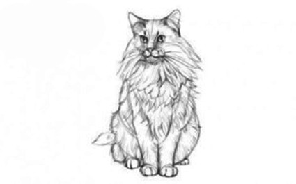 Рисуем кота мейн-куна