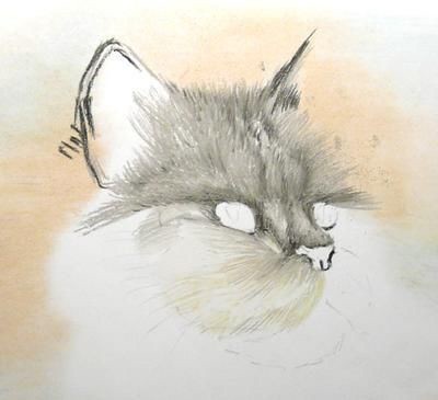 ​Рисуем роскошную кошку