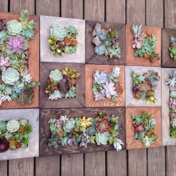 Панно из суккулентов