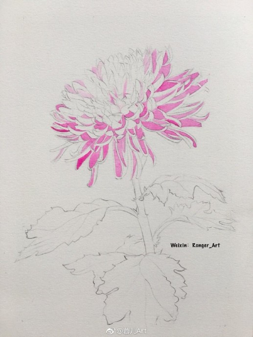 Рисуем акварелью хризантему