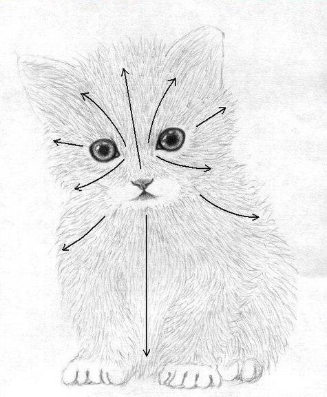 Рисуем маленького котёнка: пошаговый урок