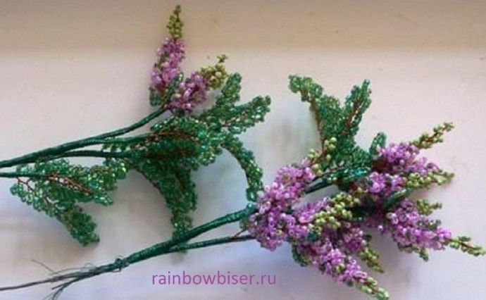 Дерево цветущей акации