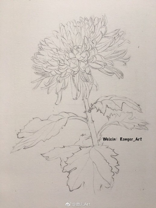 Рисуем акварелью хризантему
