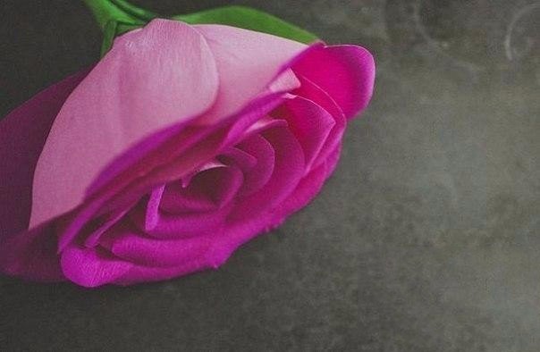 Роза из цветной гофробумаги для фотосессии