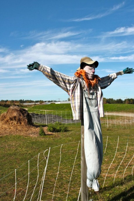 Самые смешные пугала