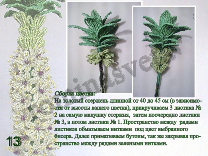 ​Восхитительный эукомис