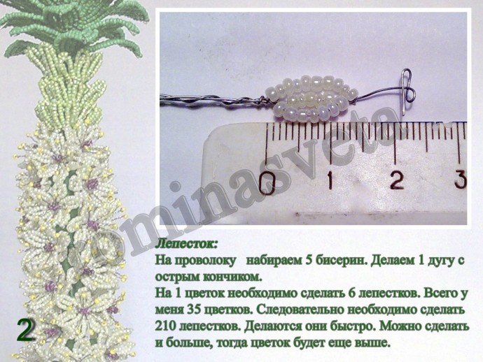 ​Восхитительный эукомис