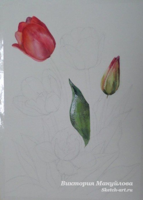​Урок рисования: тюльпаны