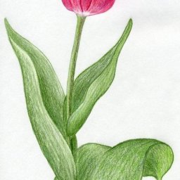 Рисуем тюльпан карандашами