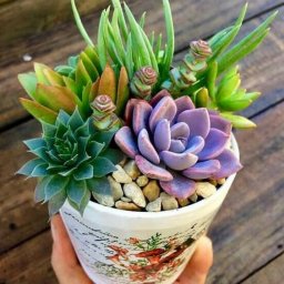 ​Идеи создания композиций из суккулентов