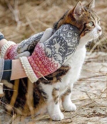 ​Узор с кошкой в технике жаккарда