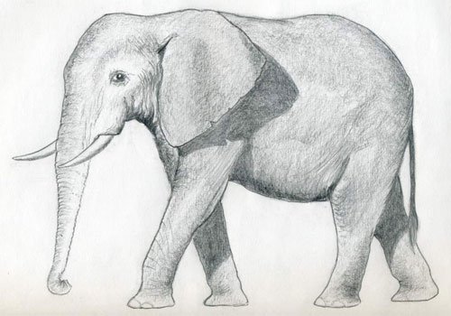 Рисуем настоящего слона