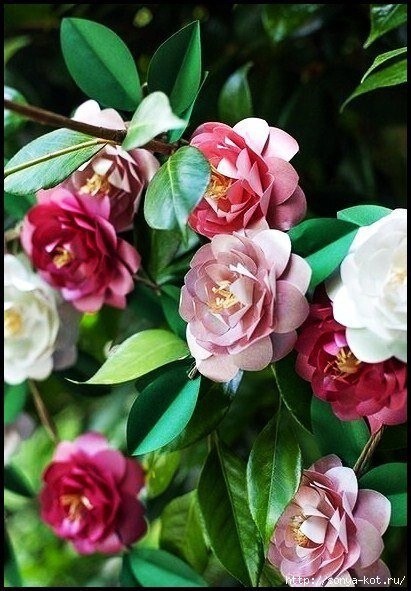 Камелия из бумаги Камелия из бумаги