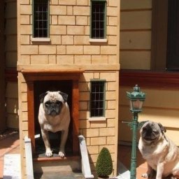 Самобытные идеи собачьих будок: идеи для творчества