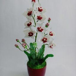 Орхидея Черри