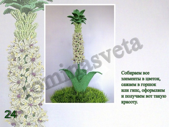 ​Восхитительный эукомис