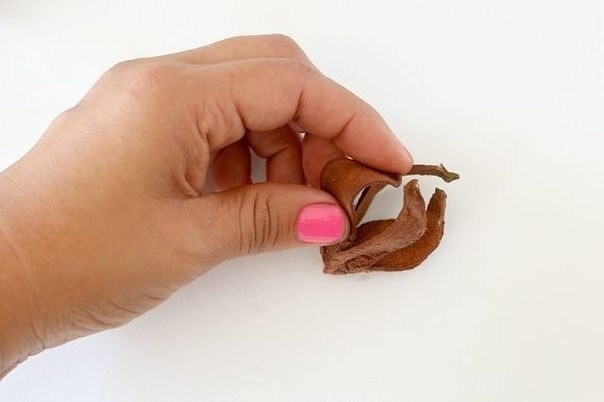 Нежные цветы хлопчатника Нежные цветы хлопчатника