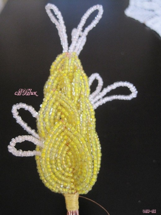 Пахистахис