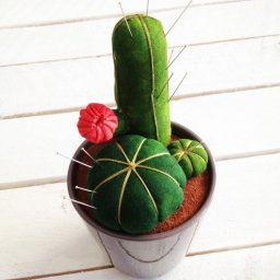 Кактус-игольница