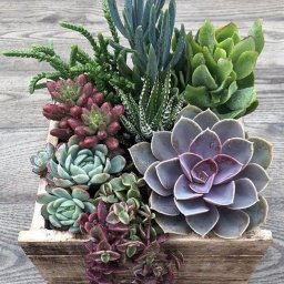 ​Композиции с суккулентами