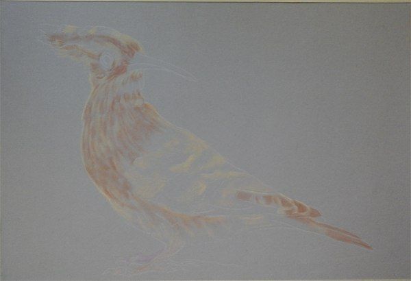 Рисуем красивую птичку