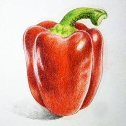 ​Рисуем перец цветными карандашами