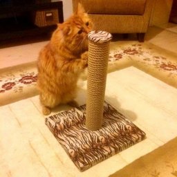 Когтеточка для кошки своими руками