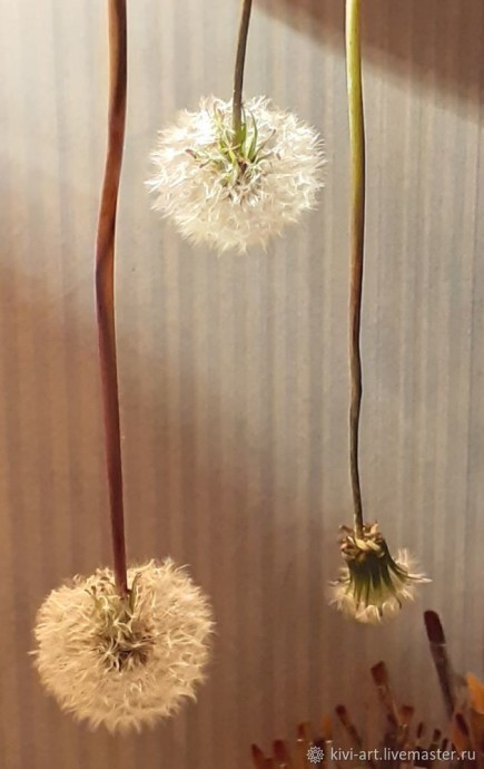 Одуванчиковое счастье