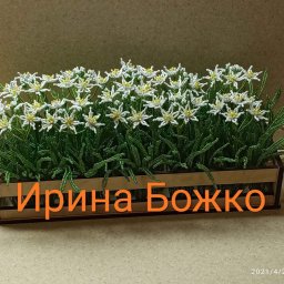 ​Птицемлечник цветущий