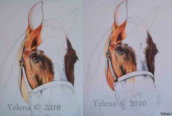 ​Урок рисования лошади