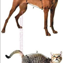 Снятие мерок с домашних животных