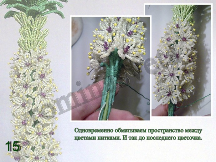 ​Восхитительный эукомис