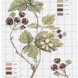 ​Растения с цветами и плодами