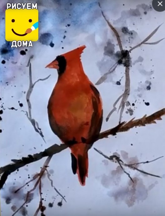 Рисуем красного кардинала: мастер-класс