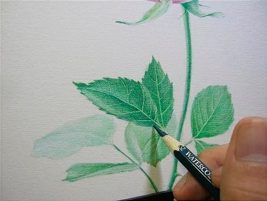 ​Чудесная роза карандашом